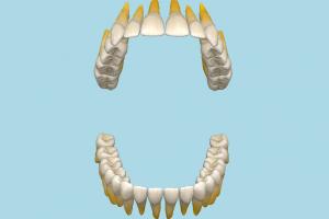 Human Mouth Human Mouth-4